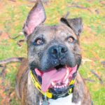 Pet of the Week
